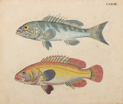 [Естествознание в картинках с пояснительным текстом профессора д-ра Штрака, изданное литографическим институтом], 1819